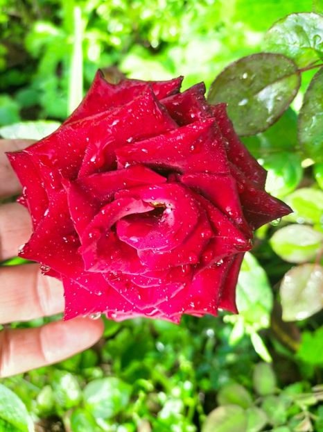 IMG20220911085515 - Septembrie 2022