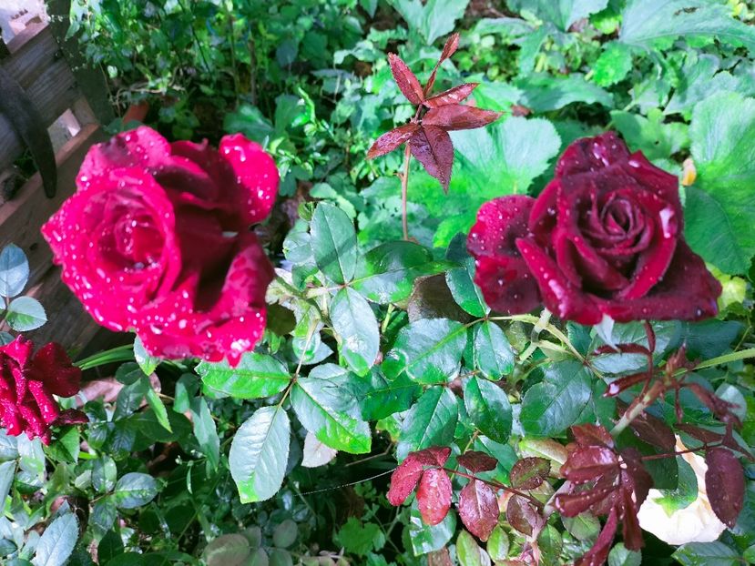 IMG20220911085504 - Septembrie 2022