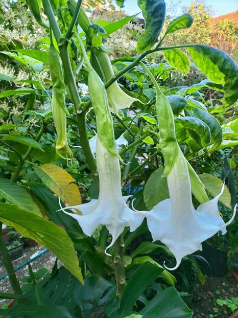 IMG20220910183928 - Septembrie 2022