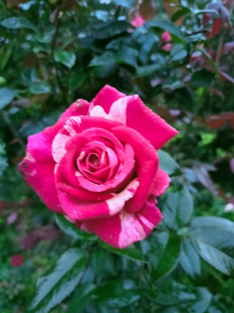 IMG20220910070012 - Septembrie 2022