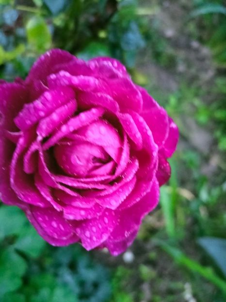 IMG20220910065959 - Septembrie 2022