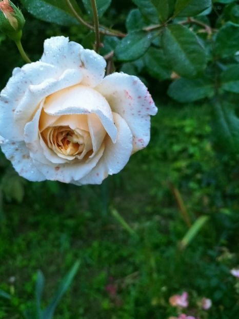 IMG20220910065951 - Septembrie 2022