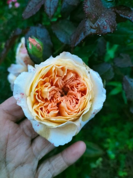 IMG20220910065944 - Septembrie 2022