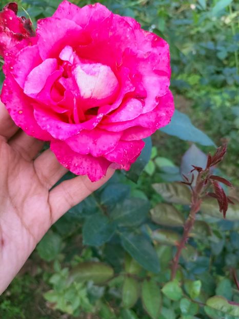 IMG20220908173928 - Septembrie 2022