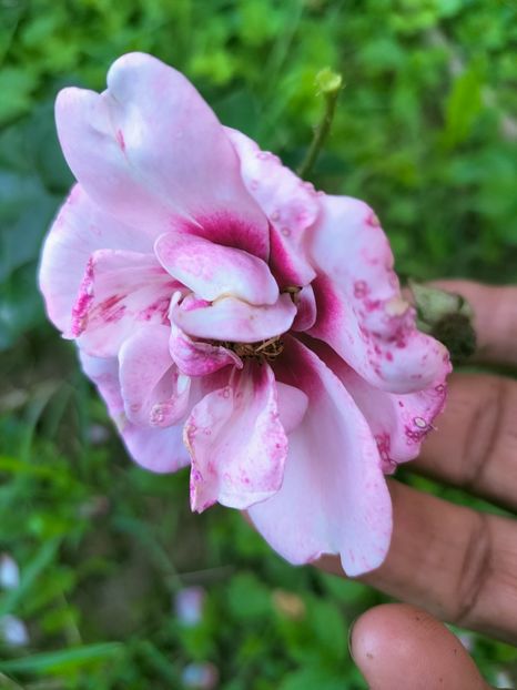 IMG20220908173207 - Septembrie 2022