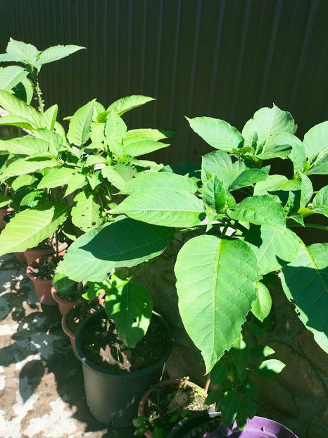 IMG20220914123536 - ANUL 2022