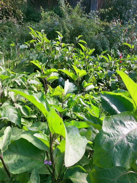 IMG20220911090524 - ANUL 2022