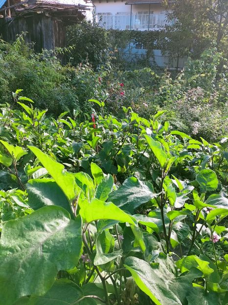 IMG20220911090521 - ANUL 2022