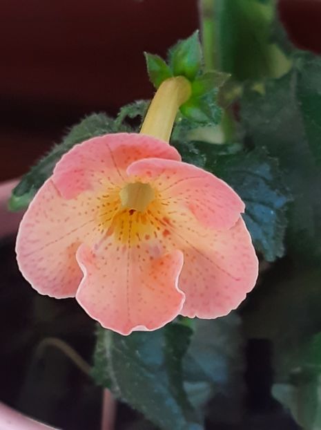 Icy Melon - ACHII 2022