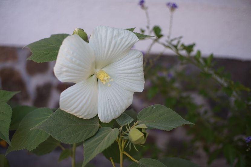  - Hibiscus de gradina