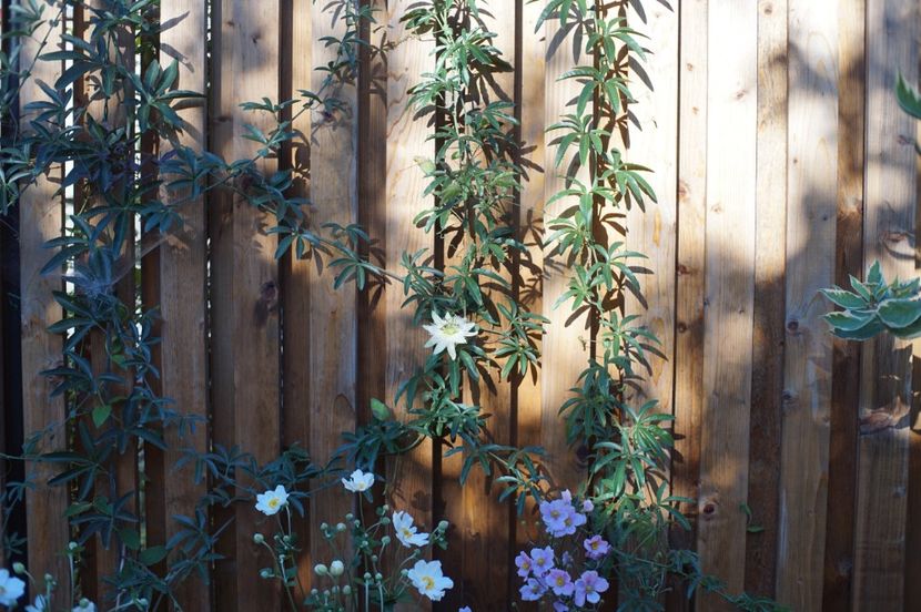 Passiflora caerulea alba - 2 Toamna 2022