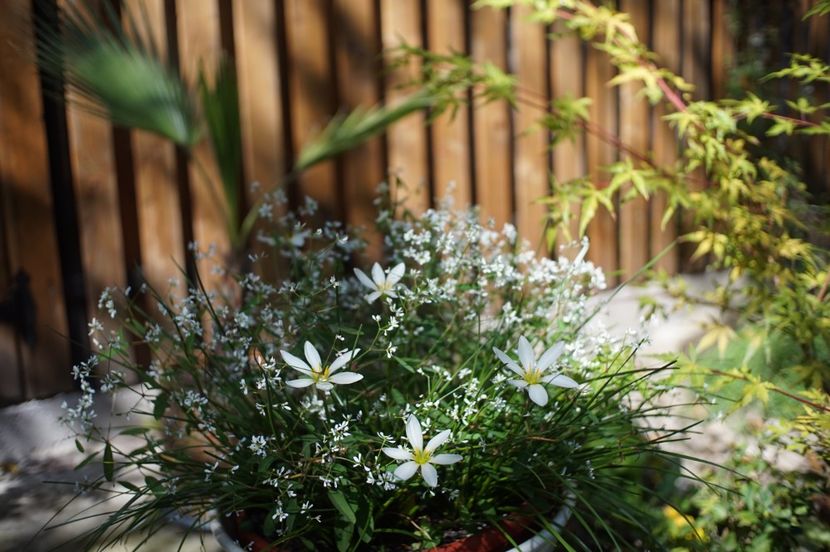 Zephyrantes cu Euphorbia graminea - 2 Toamna 2022