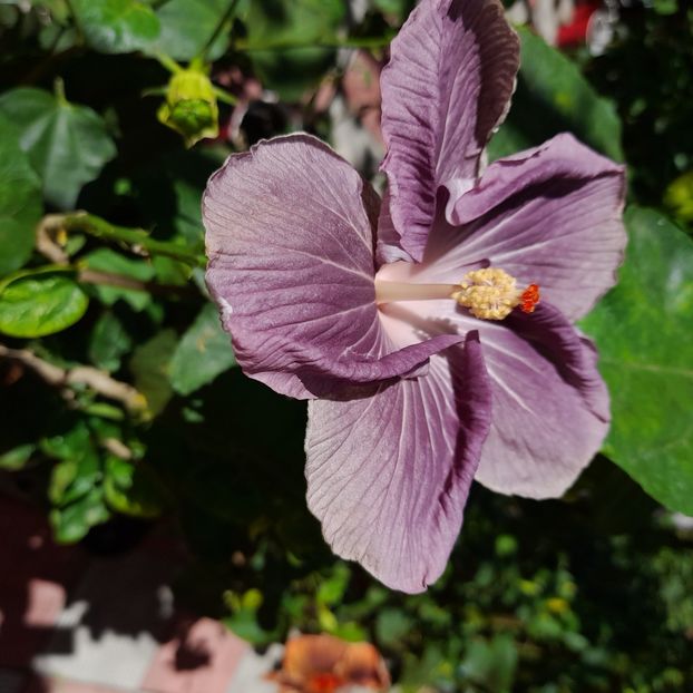 13.09.2022 - HIBISCUSI 2022-5