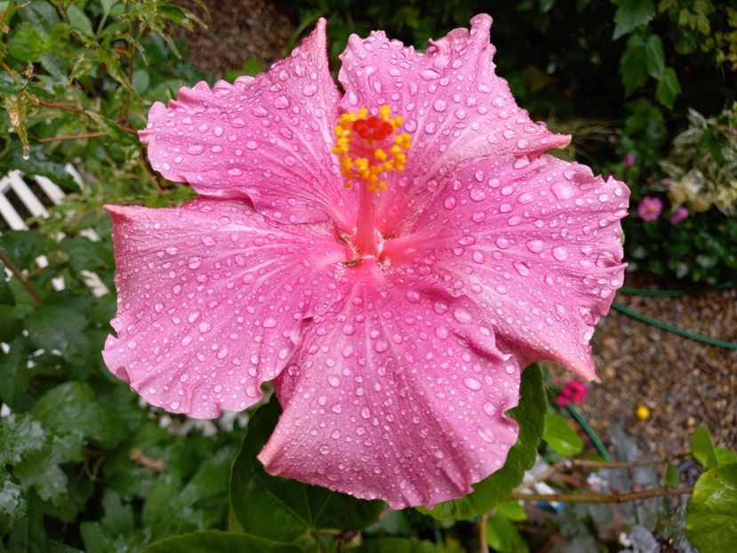 14.09.2022 - MADAM CURIE X PURPLE PASHMINA