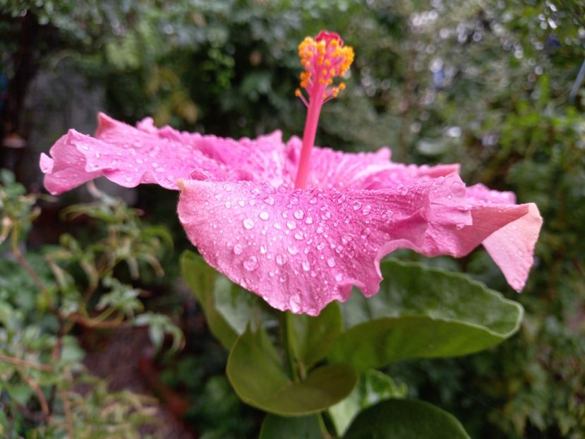  - MADAM CURIE X PURPLE PASHMINA