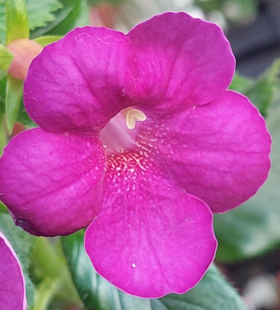  - AAA RIZOMI ACHIMENES DISPONIBILI -2023