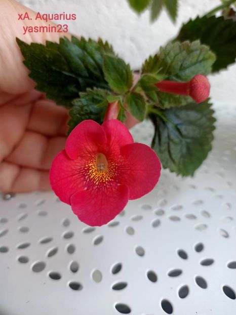 14.09.2022 - Achimenes 2022