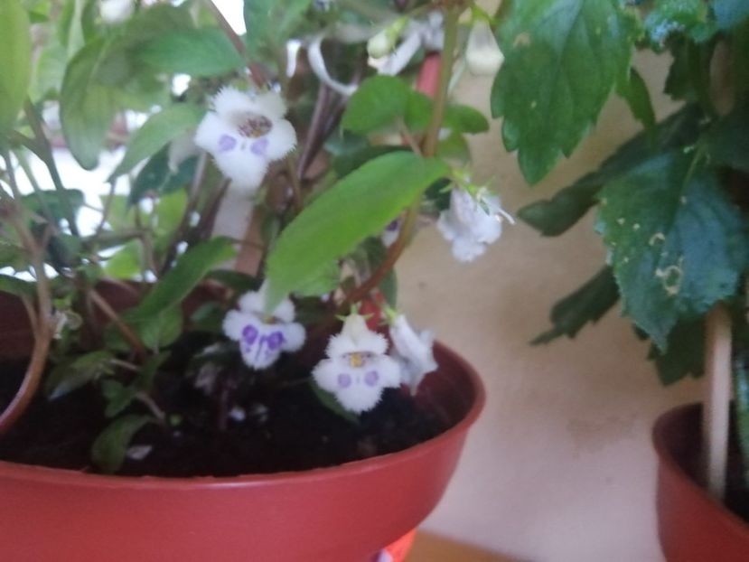  - zzz out of collection Fimbriata