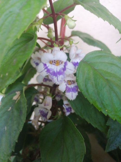  - zzz out of collection Fimbriata