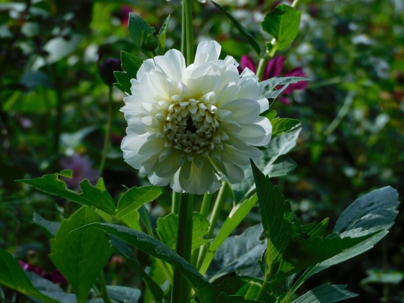 Boom boom white - xx Colectie dalii