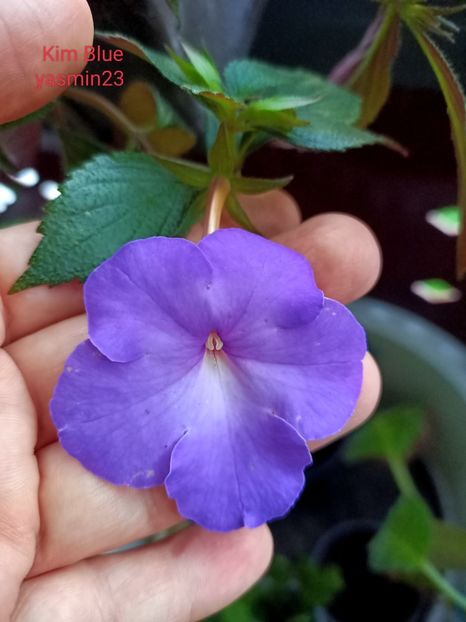 14.09.2022 - Achimenes 2022