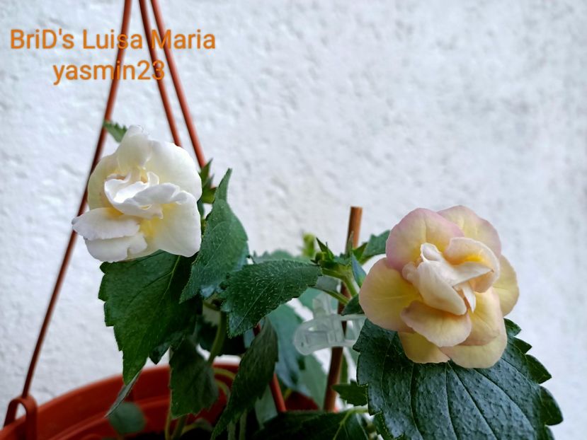 14.09.2022 - BriDs Luisa Maria