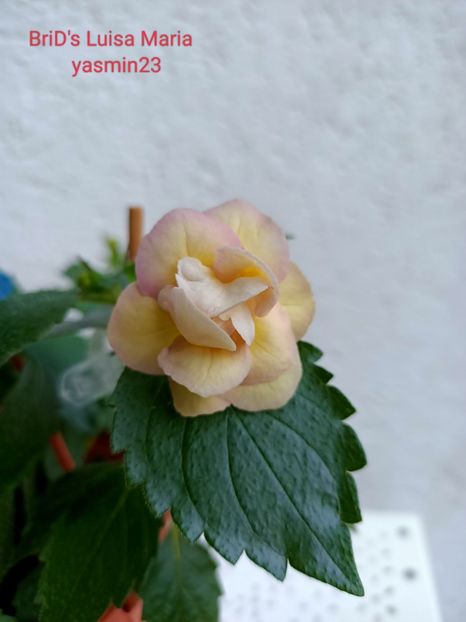 14.09.2022 - BriDs Luisa Maria