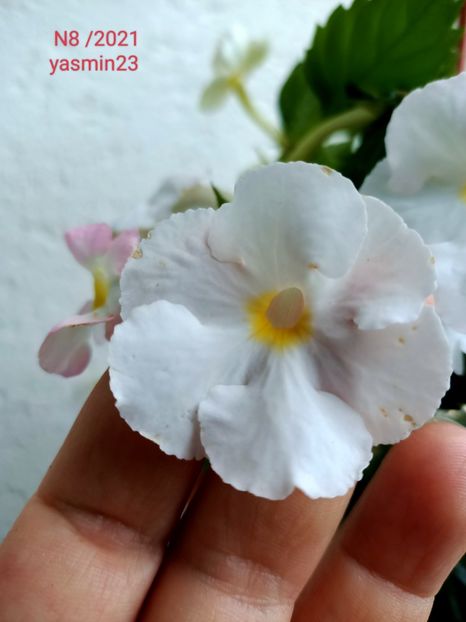 14.09.2022 - Achi cu 6 petale