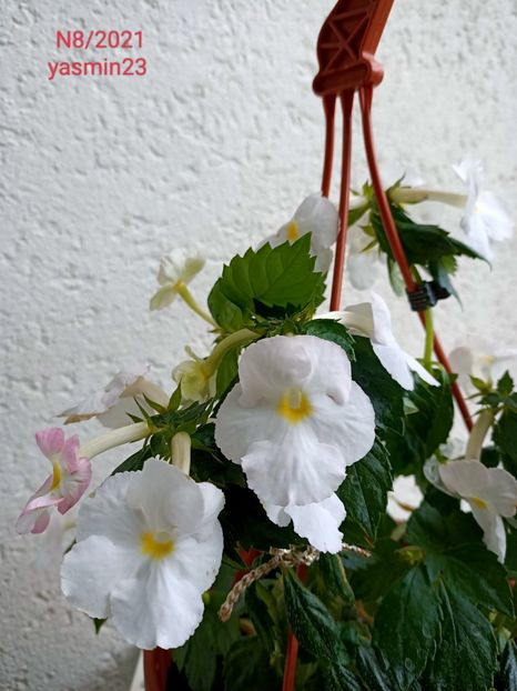 14.09.2022 - A-Achimenes BriDs