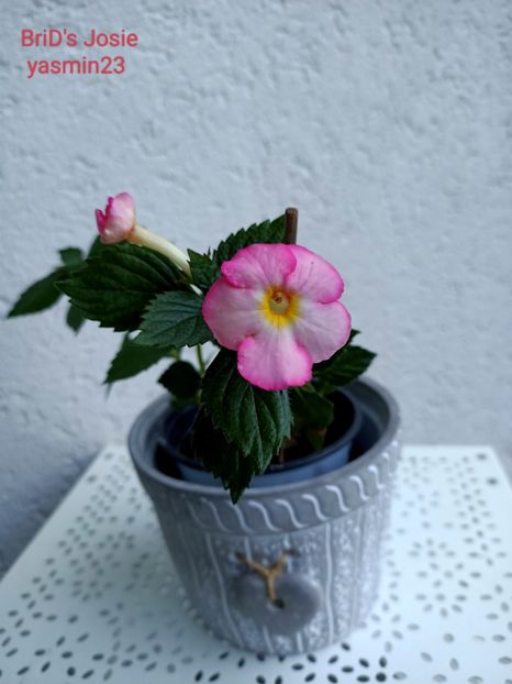 14.09.2022 - Achimenes 2022