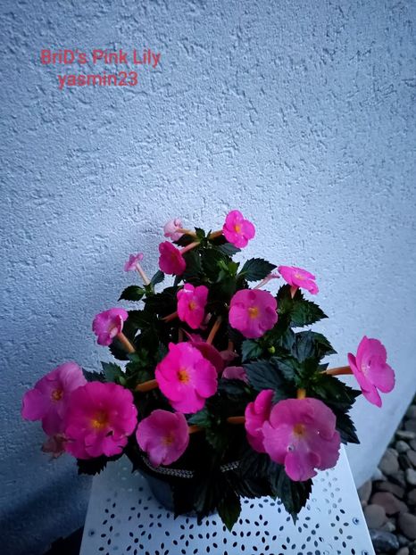 14.09.2022 - BriDs Pink Lily