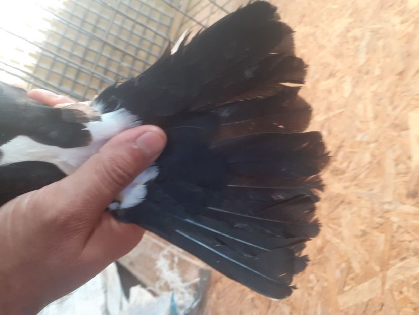  - 4-Jucatori de Galati