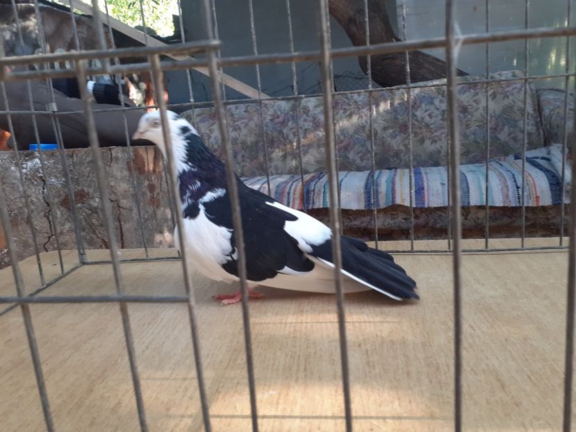  - 4-Jucatori de Galati