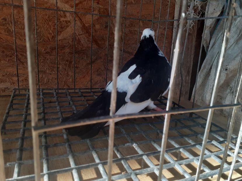  - 4-Jucatori de Galati