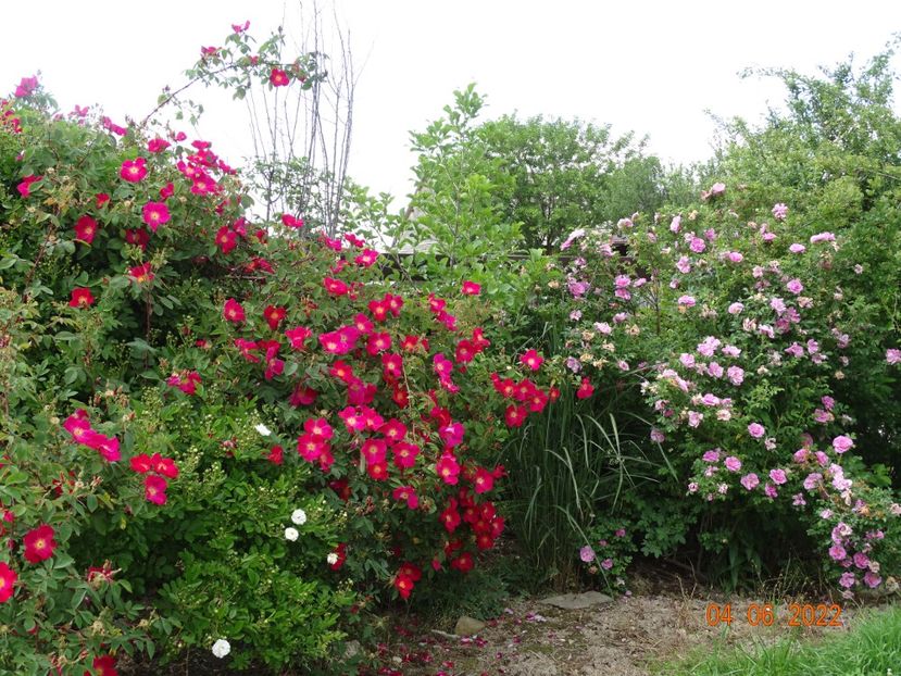  - Trandafiri 2022