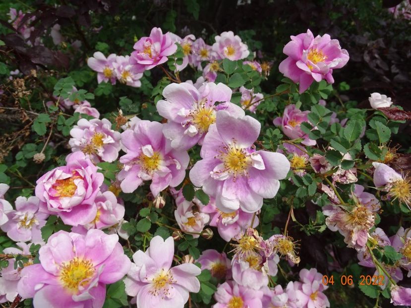  - Trandafiri 2022