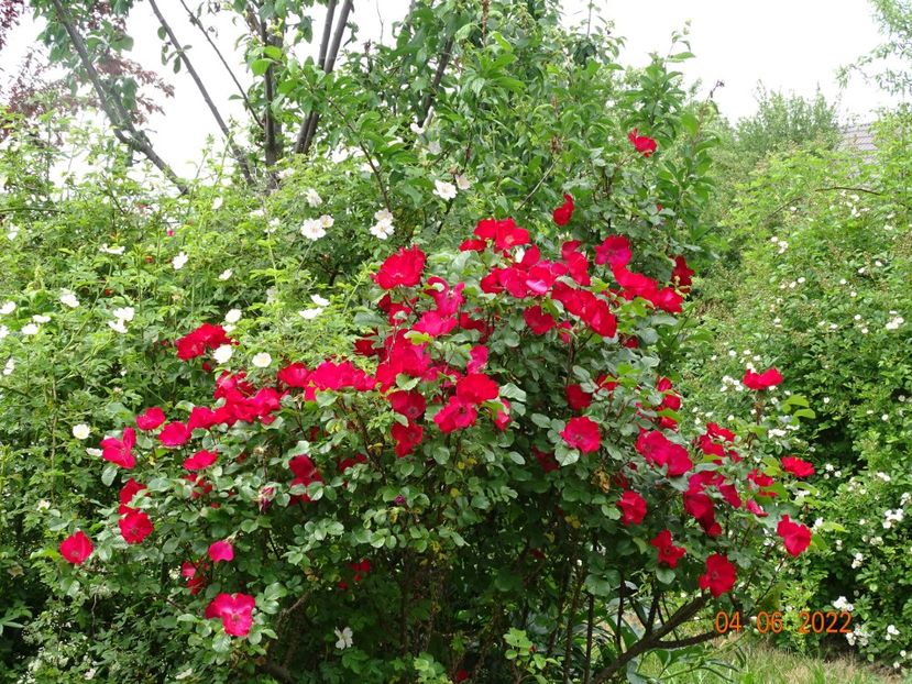  - Trandafiri 2022