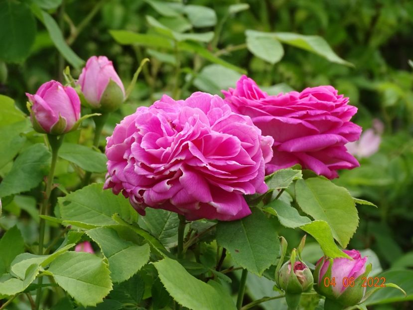  - Trandafiri 2022