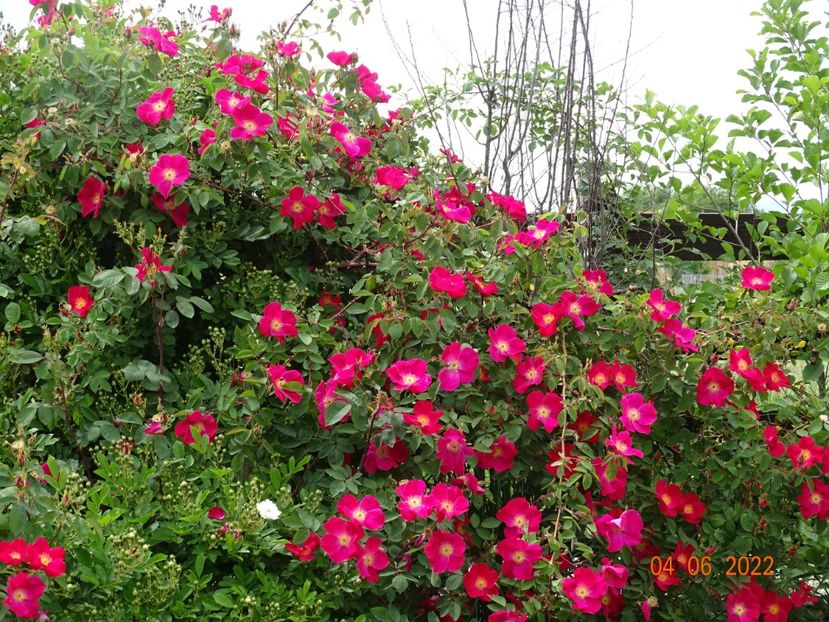  - Trandafiri 2022