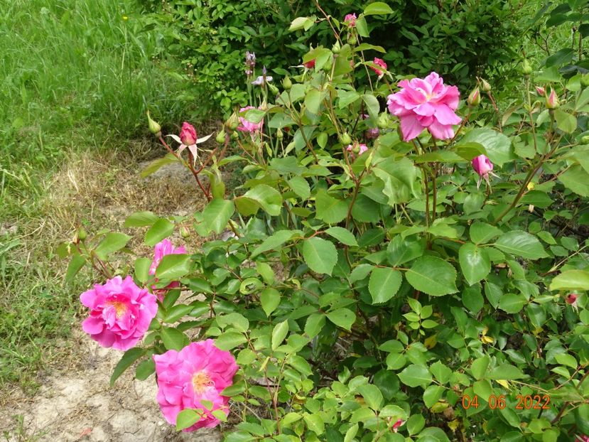  - Trandafiri 2022