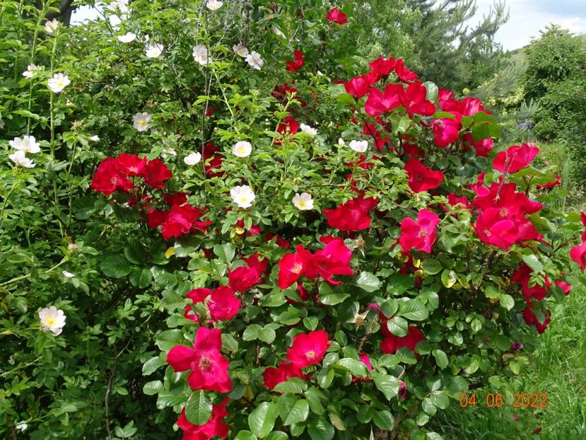  - Trandafiri 2022