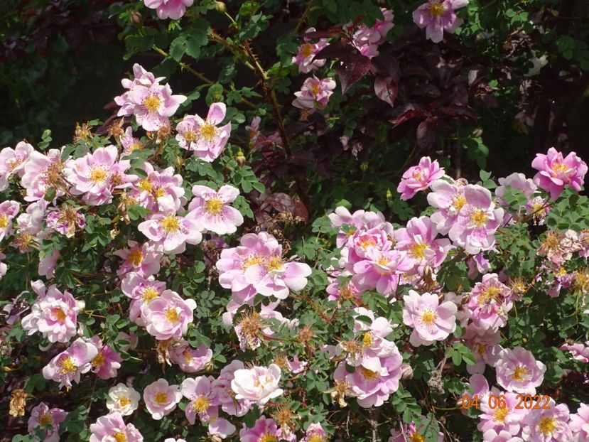  - Trandafiri 2022