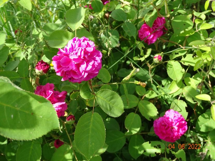  - Trandafiri 2022