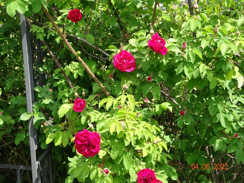  - Trandafiri 2022