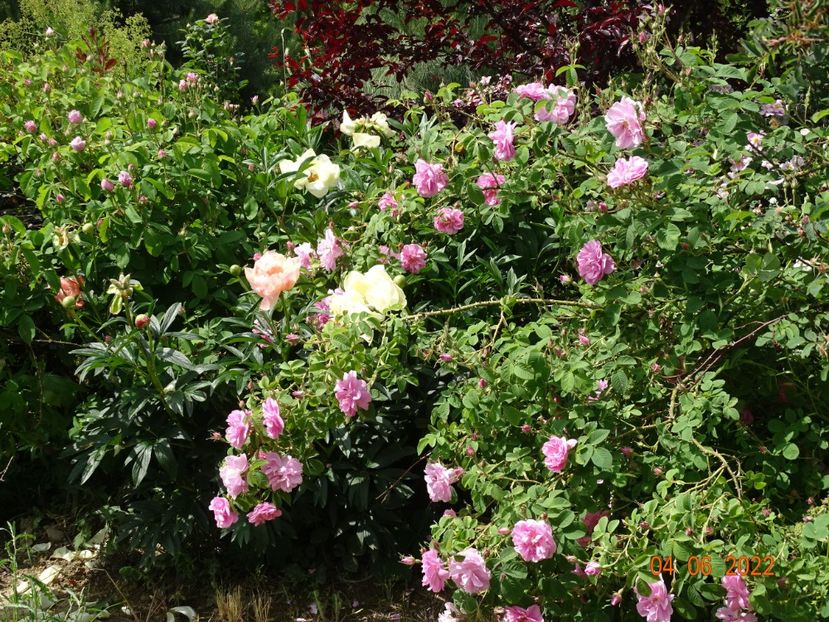  - Trandafiri 2022