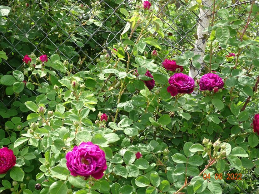  - Trandafiri 2022