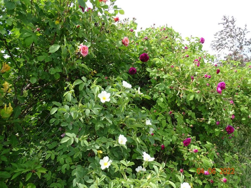  - Trandafiri 2022
