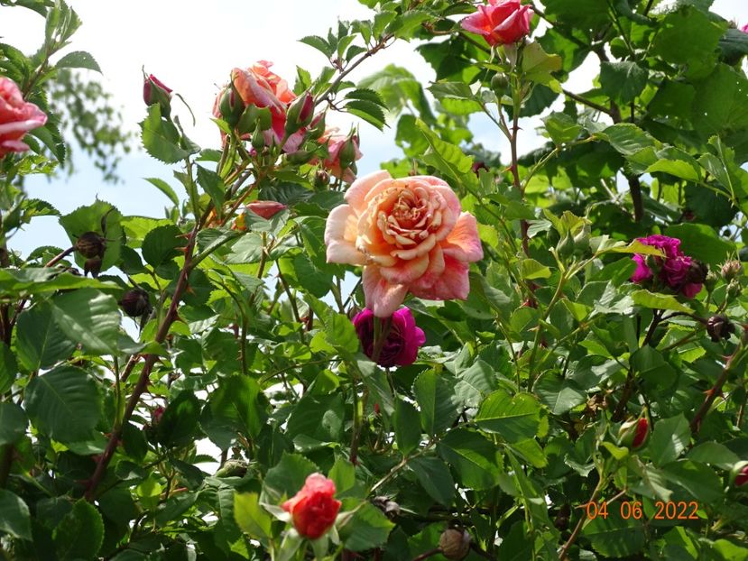  - Trandafiri 2022