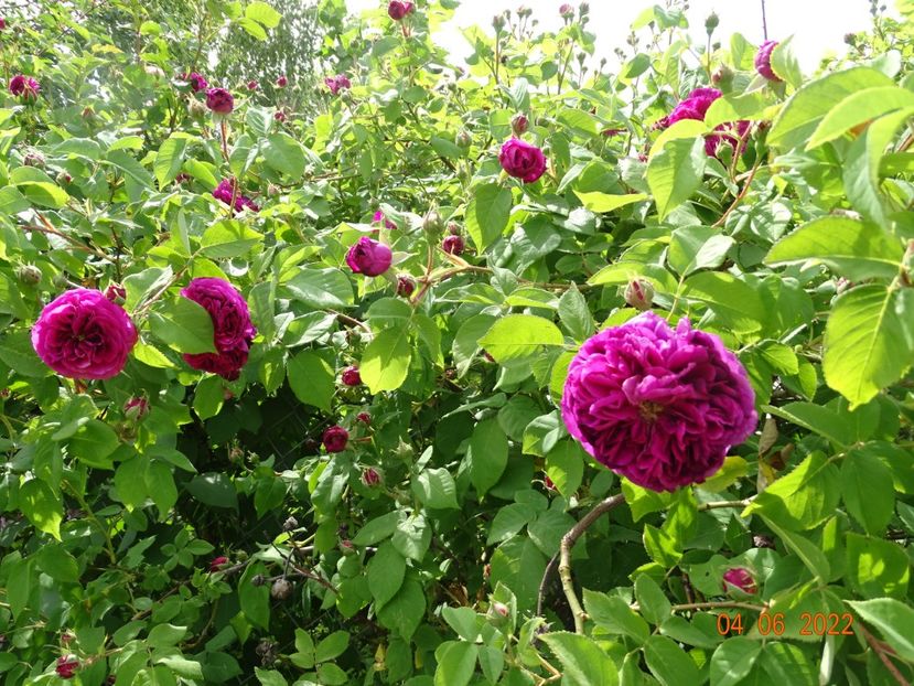  - Trandafiri 2022