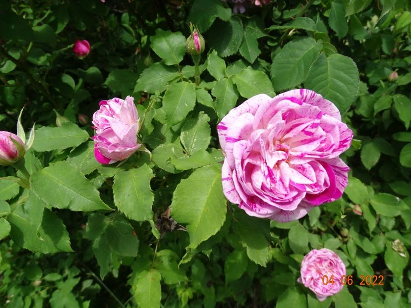  - Trandafiri 2022